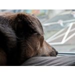 Zdjęcia użytkowników Google Pixel 8 Pro