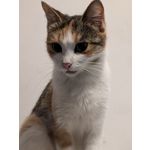 Zdjęcia użytkowników Google Pixel 8 Pro