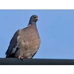 Zdjęcia użytkowników Google Pixel 10 Pro XL