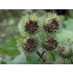 Zdjęcia użytkowników Google Pixel 10 Pro XL