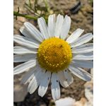Zdjęcia użytkowników Google Pixel 10 Pro