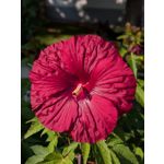 Zdjęcia użytkowników Google Pixel 10 Pro