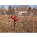 Zdjęcia użytkowników Google Pixel 10a