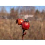 Zdjęcia użytkowników Google Pixel 10a