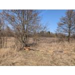 Zdjęcia użytkowników Google Pixel 10a