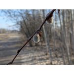 Zdjęcia użytkowników Google Pixel 10a