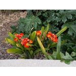 Zdjęcia użytkowników Google Pixel 10a