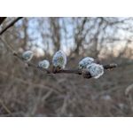 Zdjęcia użytkowników Google Pixel 10a