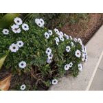 Zdjęcia użytkowników Google Pixel 10a