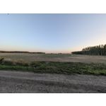 Zdjęcia użytkowników Google Pixel 11 Pro XL