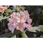 Zdjęcia użytkowników Google Pixel 8a