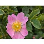 Zdjęcia użytkowników Google Pixel 8a