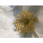 Zdjęcia użytkowników Google Pixel 8a