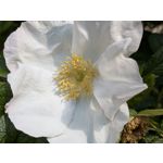 Zdjęcia użytkowników Google Pixel 8a