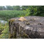 Zdjęcia użytkowników Google Pixel 8a