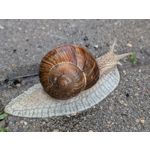 Zdjęcia użytkowników Google Pixel 8a