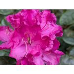 Zdjęcia użytkowników Google Pixel 8a