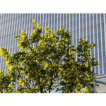 Zdjęcia użytkowników Google Pixel 8a