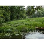 Zdjęcia użytkowników Google Pixel 8a