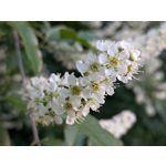 Zdjęcia użytkowników Google Pixel 8a