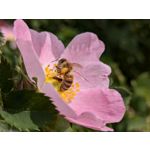 Zdjęcia użytkowników Google Pixel 8a