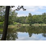 Zdjęcia użytkowników Google Pixel 8a