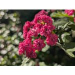 Zdjęcia użytkowników Google Pixel 8a