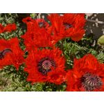 Zdjęcia użytkowników Google Pixel 8a