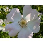 Zdjęcia użytkowników Google Pixel 8a