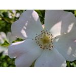 Zdjęcia użytkowników Google Pixel 8a