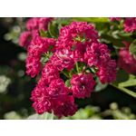 Zdjęcia użytkowników Google Pixel 8a