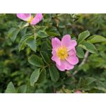 Zdjęcia użytkowników Google Pixel 8a