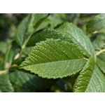 Zdjęcia użytkowników Google Pixel 8a