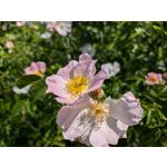 Zdjęcia użytkowników Google Pixel 8a