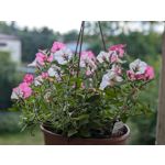 Zdjęcia użytkowników Google Pixel 8a