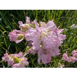 Zdjęcia użytkowników Google Pixel 9 Pro XL