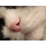 Zdjęcia użytkowników Google Pixel 9 Pro XL