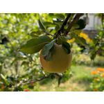 Zdjęcia użytkowników Google Pixel 9 Pro XL