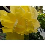 Zdjęcia użytkowników Google Pixel 9 Pro XL