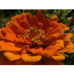 Zdjęcia użytkowników Google Pixel 9 Pro XL