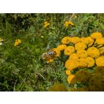 Zdjęcia użytkowników Google Pixel 9 Pro XL