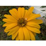 Zdjęcia użytkowników Google Pixel 9 Pro XL