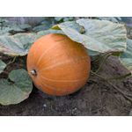 Zdjęcia użytkowników Google Pixel 9 Pro XL