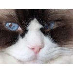 Zdjęcia użytkowników Google Pixel 9 Pro XL