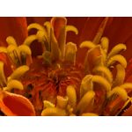 Zdjęcia użytkowników Google Pixel 9 Pro XL