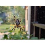 Zdjęcia użytkowników Google Pixel 9 Pro XL