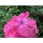 Zdjęcia użytkowników Google Pixel 9 Pro XL