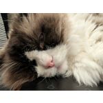 Zdjęcia użytkowników Google Pixel 9 Pro XL