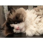 Zdjęcia użytkowników Google Pixel 9 Pro XL