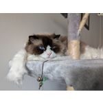 Zdjęcia użytkowników Google Pixel 9 Pro XL